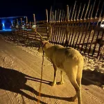 וילה Lapland Reindeer Farm רובניימי