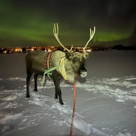 Lapland Reindeer Farm Вилла