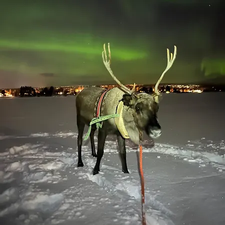 Lapland Reindeer Farm Рованиеми
