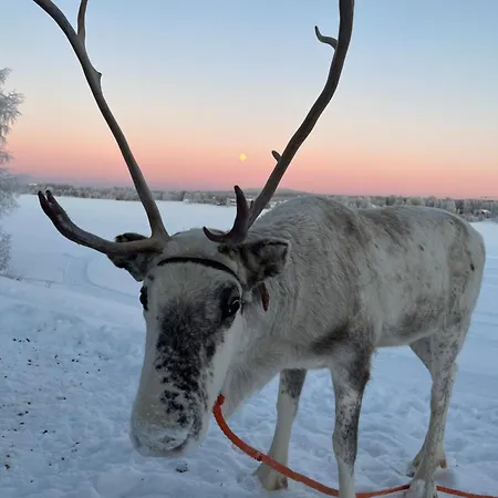 Lapland Reindeer Farm Вилла