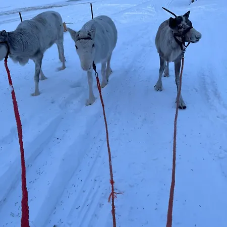 Lapland Reindeer Farm Вилла Рованиеми