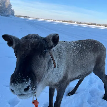 Lapland Reindeer Farm * Рованиеми